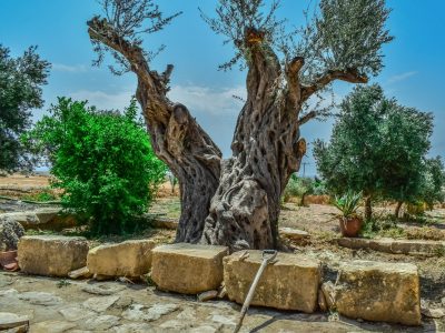 Cyprus (7)