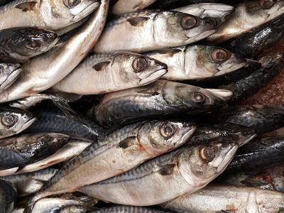 Opaalkust Food Vis