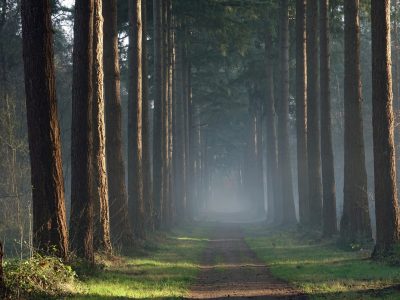 Veluwe (1)