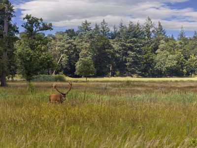 Veluwe (2)