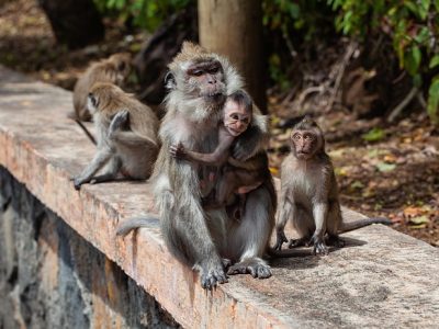 long-tailed-macaque-4501437_640