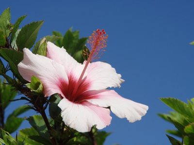 madeira2