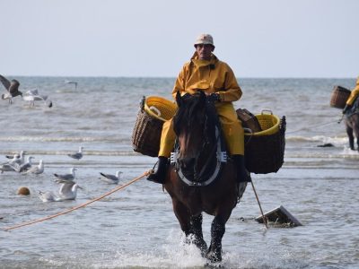 noordzee (6)