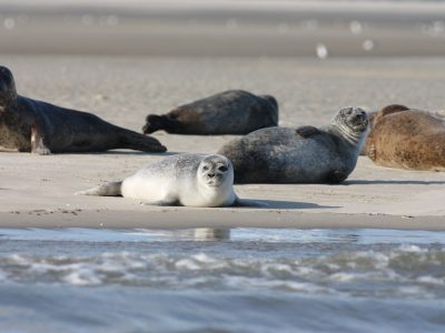 zeehond